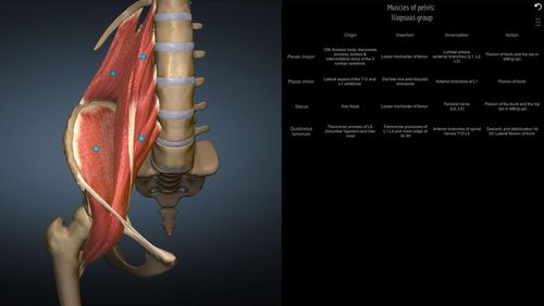 Anatomy learning - 3D atlas app for Android, download programs for phones and tablets for free.