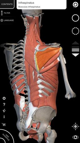 Die App Muscle | Skeleton - 3D atlas of anatomy für Android, Laden Sie kostenlos Programme für Smartphones und Tablets herunter.