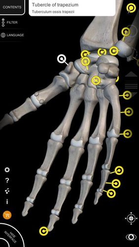アンドロイドの携帯電話やタブレット用のプログラムMuscle | Skeleton - 3D atlas of anatomy のスクリーンショット。