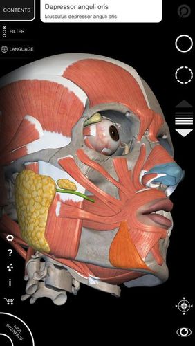 Screenshots of Muscle | Skeleton - 3D atlas of anatomy program for Android phone or tablet.