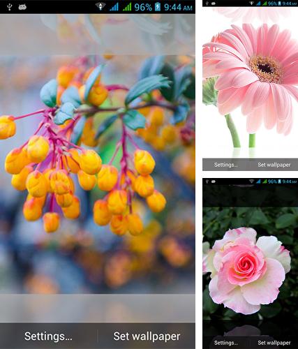 Kostenloses Android-Live Wallpaper 1031 Blumen. Vollversion der Android-apk-App 1031 flowers für Tablets und Telefone.