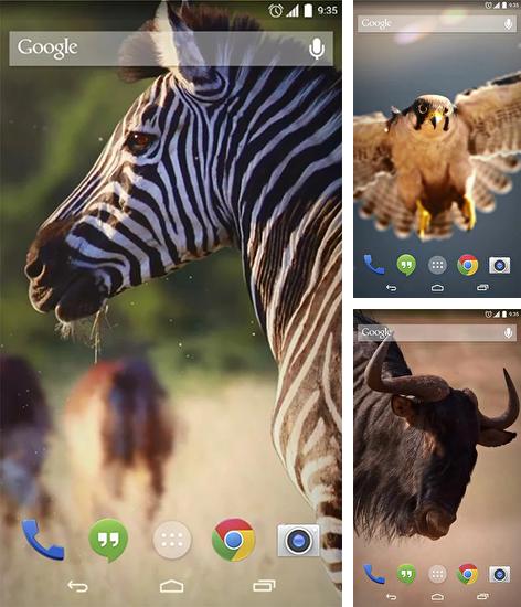 Дополнительно к живым обоям на Андроид телефоны и планшеты Гироскопический космос, вы можете также бесплатно скачать заставку African animals.
