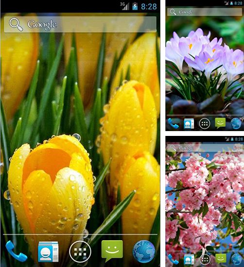 Kostenloses Android-Live Wallpaper Erstaunliche Frühlingsblumen. Vollversion der Android-apk-App Amazing spring flowers für Tablets und Telefone.