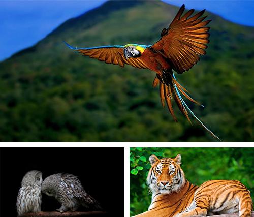 Descarga gratuita fondos de pantalla animados Animales y aves para Android. Consigue la versión completa de la aplicación apk de Animals and birds para tabletas y teléfonos Android.