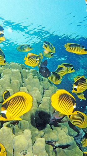 Aquarium by Red Stonz - безкоштовно скачати живі шпалери на Андроїд телефон або планшет.