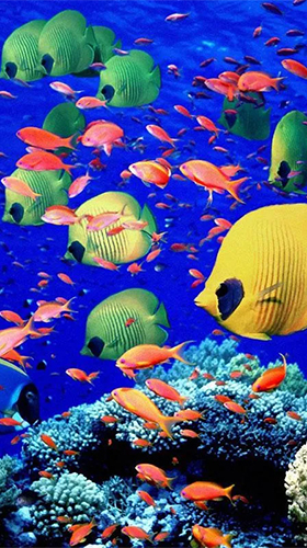 Скріншот Aquarium by Red Stonz. Скачати живі шпалери на Андроїд планшети і телефони.
