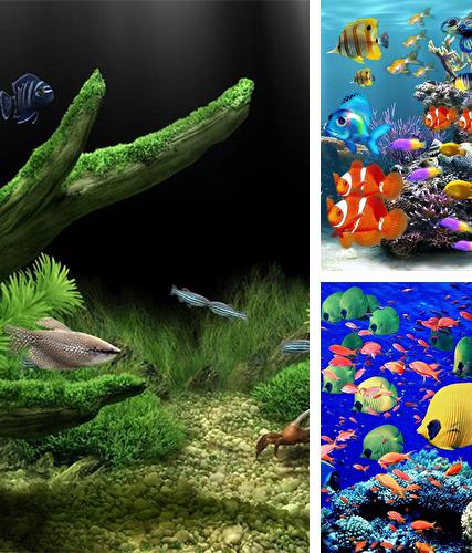 Descarga gratuita fondos de pantalla animados Acuario para Android. Consigue la versión completa de la aplicación apk de Aquarium by Red Stonz para tabletas y teléfonos Android.