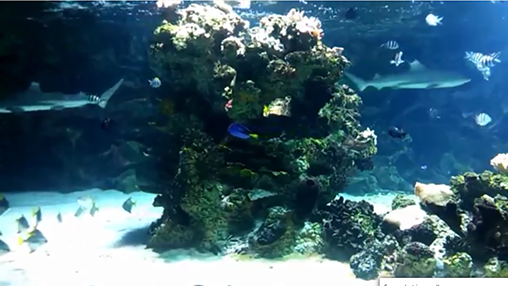 Aquarium with sharks - бесплатно скачать живые обои на Андроид телефон или планшет.