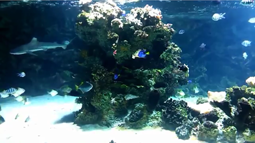 Aquarium with sharks - скачать бесплатно живые обои для Андроид на рабочий стол.