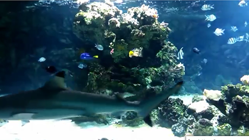 Screenshots of the Aquarium with sharks for Android tablet, phone.