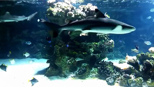 Screenshots von Aquarium with sharks für Android-Tablet, Smartphone.