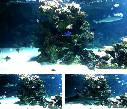 Дополнительно к живым обоям на Андроид телефоны и планшеты Мои фото обои любимые цветы, вы можете также бесплатно скачать заставку Aquarium with sharks.