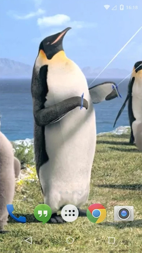 Fondos de pantalla animados a Arctic Penguin para Android. Descarga gratuita fondos de pantalla animados Pingüino ártico.
