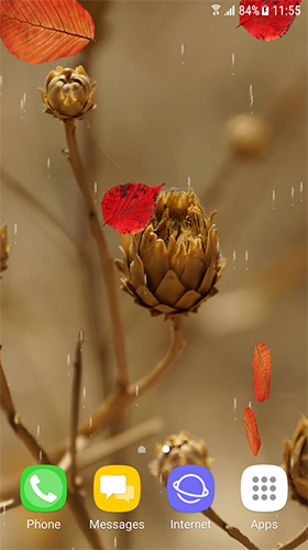 Fondos de pantalla animados a Autumn and winter flowers para Android. Descarga gratuita fondos de pantalla animados Flores de otoño e invierno.