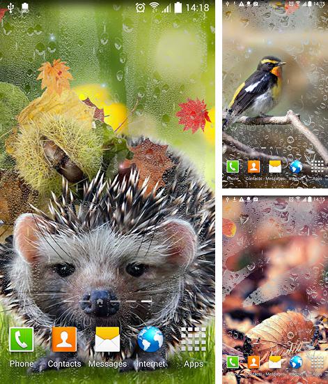 Kostenloses Android-Live Wallpaper Herbst. Vollversion der Android-apk-App Autumn by Blackbird wallpapers für Tablets und Telefone.