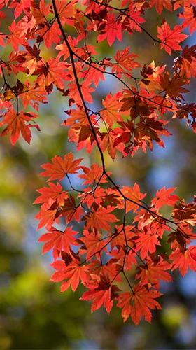 Download livewallpaper Autumn by Live Wallpaper HD 3D for Android. Get full version of Android apk livewallpaper Autumn by Live Wallpaper HD 3D for tablet and phone.