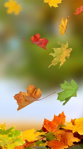 Autumn by Ultimate Live Wallpapers PRO - безкоштовно скачати живі шпалери на Андроїд телефон або планшет.