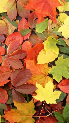 Autumn by Ultimate Live Wallpapers PRO für Android spielen. Live Wallpaper Herbst kostenloser Download.