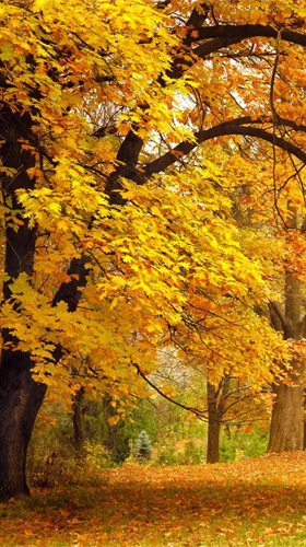 Скриншот Autumn by Ultimate Live Wallpapers PRO. Скачать живые обои на Андроид планшеты и телефоны.