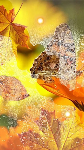Autumn flowers by SweetMood für Android spielen. Live Wallpaper Herbsblumen kostenloser Download.