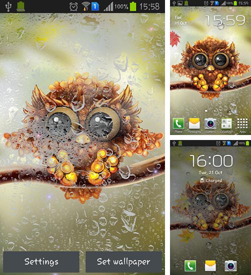 Kostenloses Android-Live Wallpaper Herbstliche kleine Eule. Vollversion der Android-apk-App Autumn little owl für Tablets und Telefone.