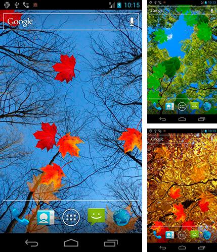 Kostenloses Android-Live Wallpaper Ahorn im Herbst. Vollversion der Android-apk-App Autumn maple für Tablets und Telefone.