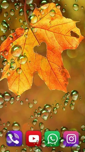 Autumn rain by SweetMood - бесплатно скачать живые обои на Андроид телефон или планшет.