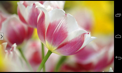Fondos de pantalla animados a Beautiful flowers para Android. Descarga gratuita fondos de pantalla animados Maravillosas flores .