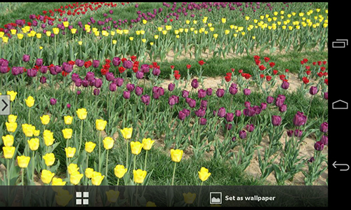 Écrans de Beautiful flowers pour tablette et téléphone Android.