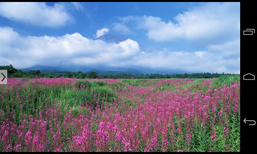 Capturas de pantalla de Beautiful flowers para tabletas y teléfonos Android.