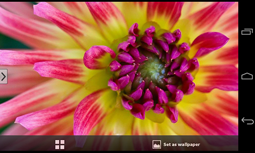 Screenshots do Flores bonitas para tablet e celular Android.