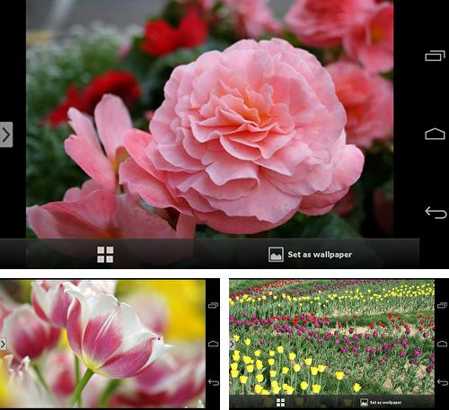 Télécharger le fond d'écran animé gratuit Belles fleurs  . Obtenir la version complète app apk Android Beautiful flowers pour tablette et téléphone.