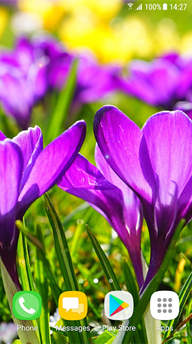 Télécharger le fond d'écran animé gratuit Belles fleurs de printemps. Obtenir la version complète app apk Android Beautiful spring flowers pour tablette et téléphone.
