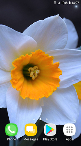 Beautiful spring flowers - скріншот живих шпалер для Android.