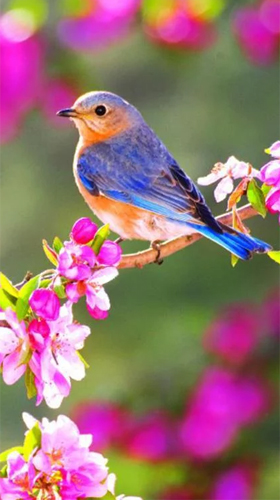 Beauty birds - скачать бесплатно живые обои для Андроид на рабочий стол.
