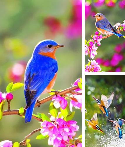 Beauty birds - бесплатно скачать живые обои на Андроид телефон или планшет.