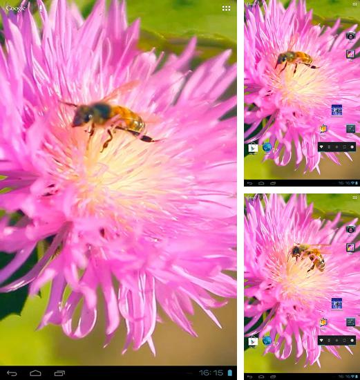 Bee on a clover flower 3D - бесплатно скачать живые обои на Андроид телефон или планшет.