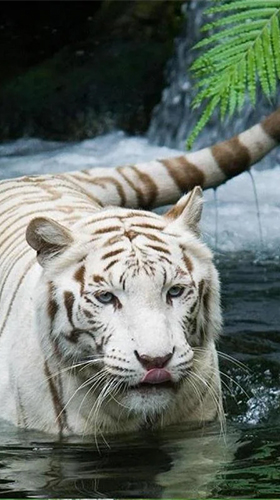Bengal tiger - безкоштовно скачати живі шпалери на Андроїд телефон або планшет.