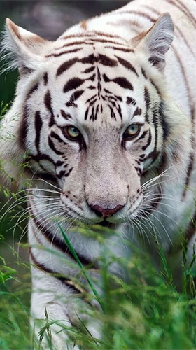 Bengal tiger für Android spielen. Live Wallpaper Bengalischer Tiger kostenloser Download.