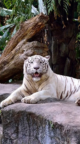 Écrans de Bengal tiger pour tablette et téléphone Android.