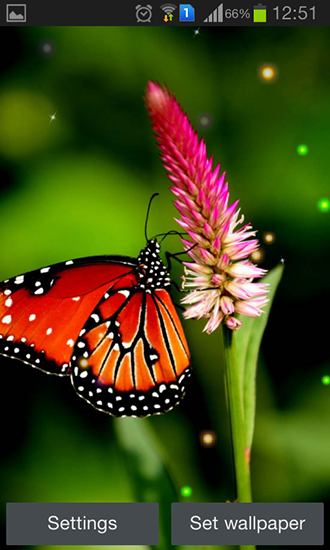 Best butterfly