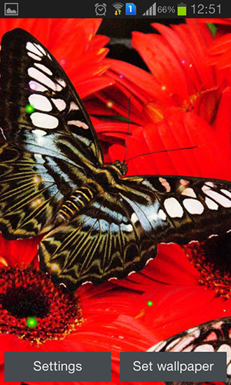 Best butterfly - скачати безкоштовно живі шпалери для Андроїд на робочий стіл.