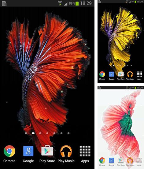 Kostenloses Android-Live Wallpaper Betta Fisch. Vollversion der Android-apk-App Betta fish für Tablets und Telefone.