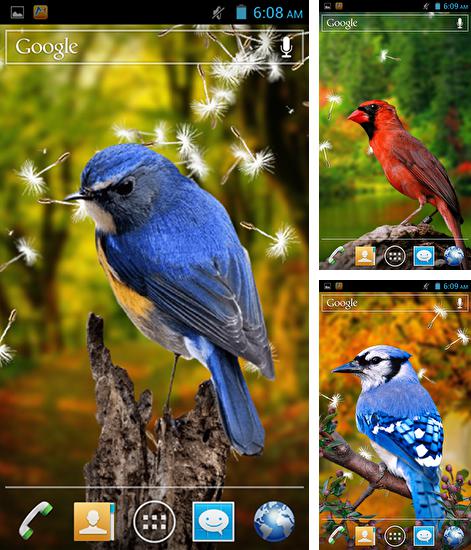Kostenloses Android-Live Wallpaper Vögel 3D. Vollversion der Android-apk-App Birds 3D für Tablets und Telefone.