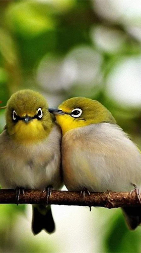 Birds by Pro Live Wallpapers