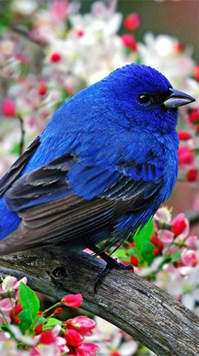Download Birds by Pro Live Wallpapers - livewallpaper for Android. Birds by Pro Live Wallpapers apk - free download.