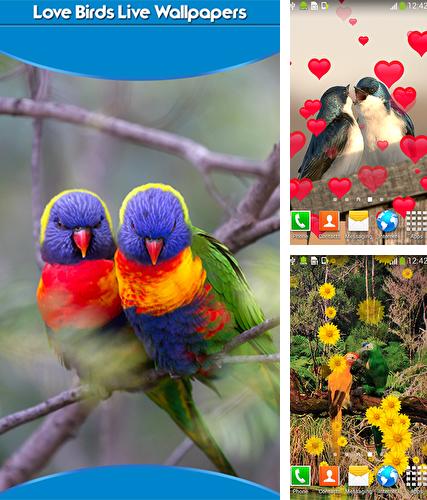 Descarga gratuita fondos de pantalla animados Pájaros enamorados  para Android. Consigue la versión completa de la aplicación apk de Birds in love para tabletas y teléfonos Android.