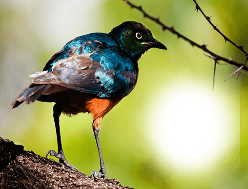 Скріншот Birds photo frames. Скачати живі шпалери на Андроїд планшети і телефони.