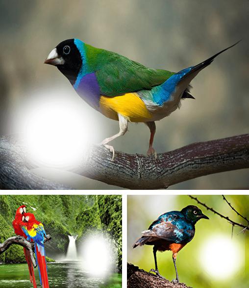 Kostenloses Android-Live Wallpaper Fotorahmen mit Vögeln. Vollversion der Android-apk-App Birds photo frames für Tablets und Telefone.