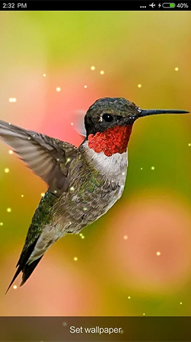 Birds sounds and ringtones für Android spielen. Live Wallpaper Vogelgeräusche kostenloser Download.